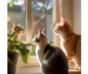 Prevent cat pregnancy—why spaying during heat may be necessary.